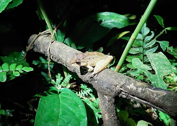 Hope Garden, Sarapiqui, We Connect You With The Sarapiqui Tropical Forest
