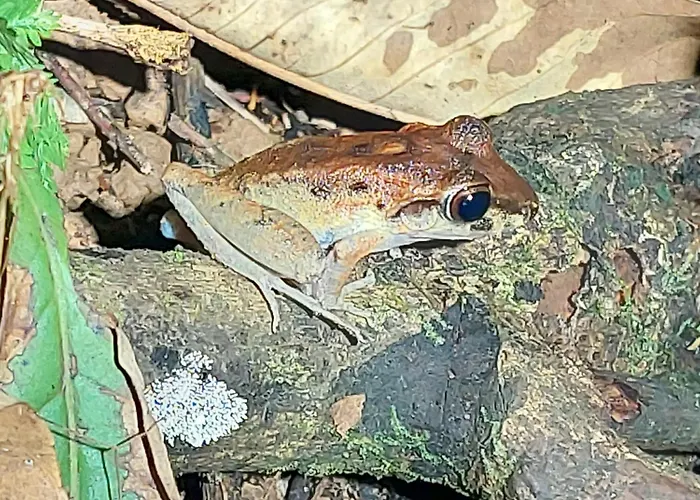 Hope Garden, Sarapiqui, We Connect You With The Sarapiqui Tropical Forest
