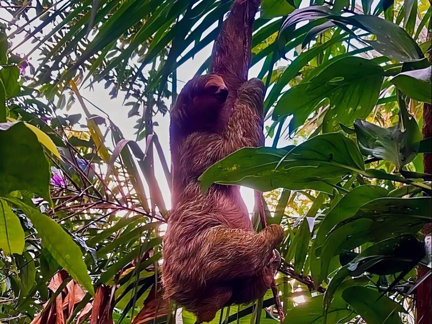 Hope Garden, Sarapiqui, We Connect With The Tropical Forest *