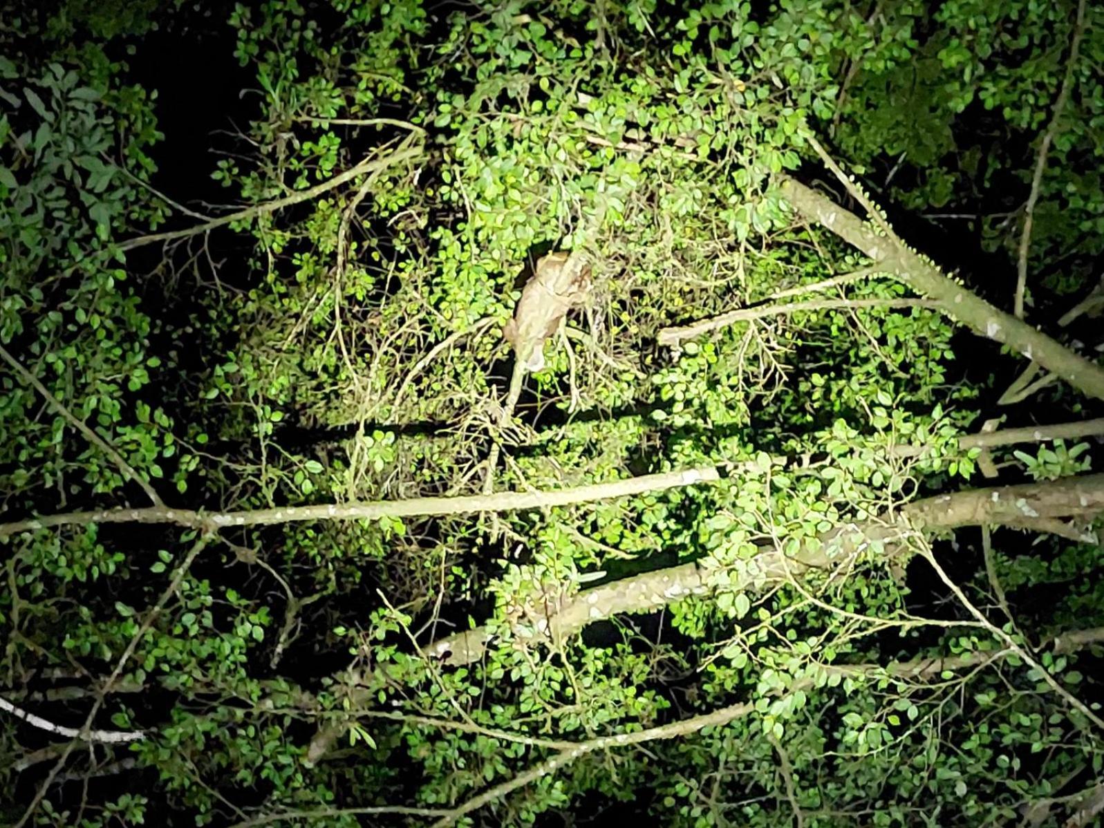 Hope Garden, Sarapiqui, We Connect With The Tropical Forest Sarapiqui