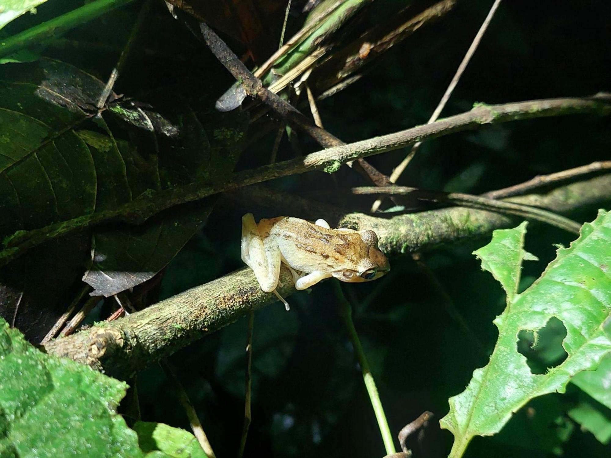 Hope Garden, Sarapiqui, We Connect With The Tropical Forest * Sarapiqui