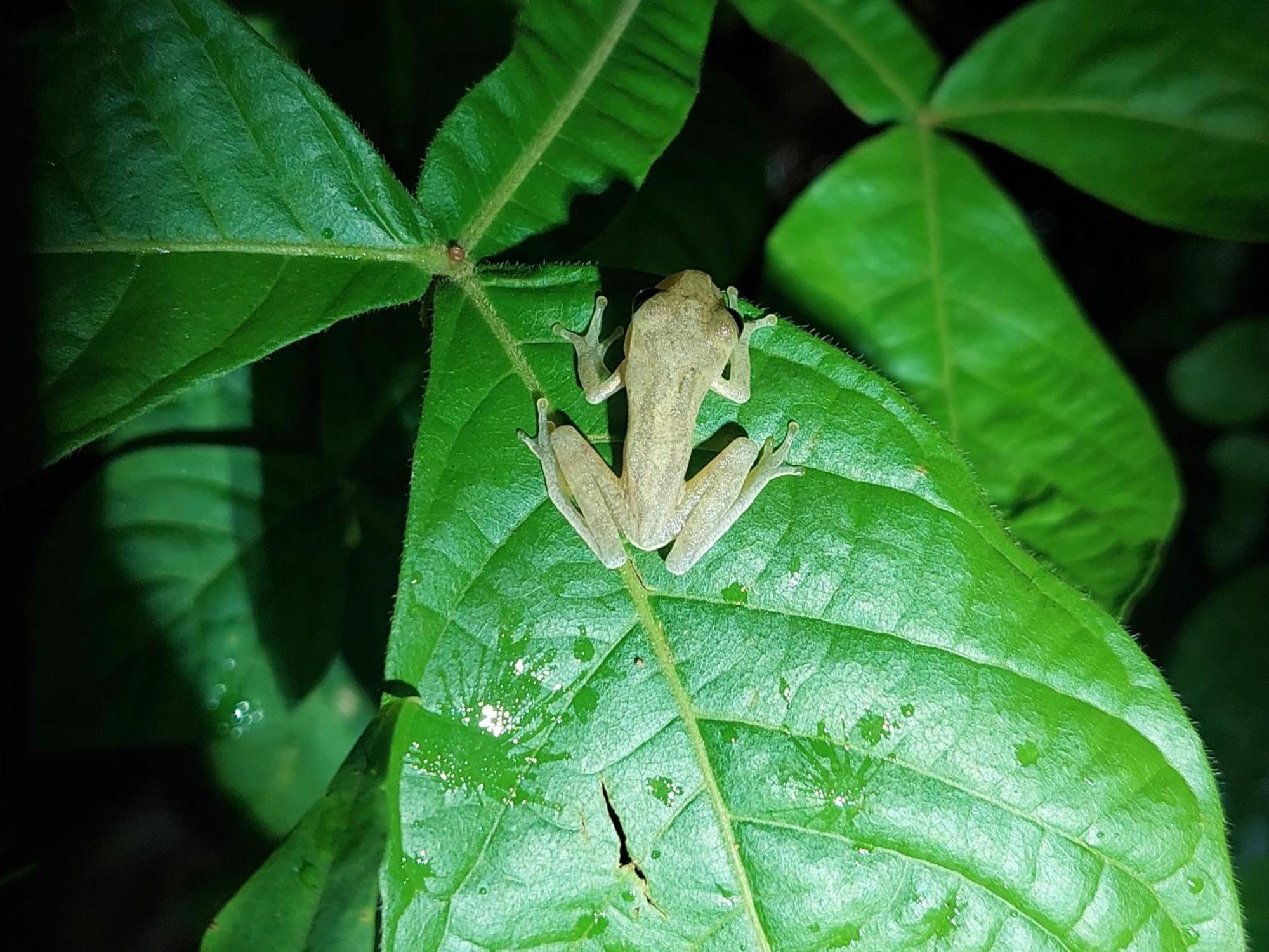 Hope Garden, Sarapiqui, We Connect With The Tropical Forest Sarapiqui