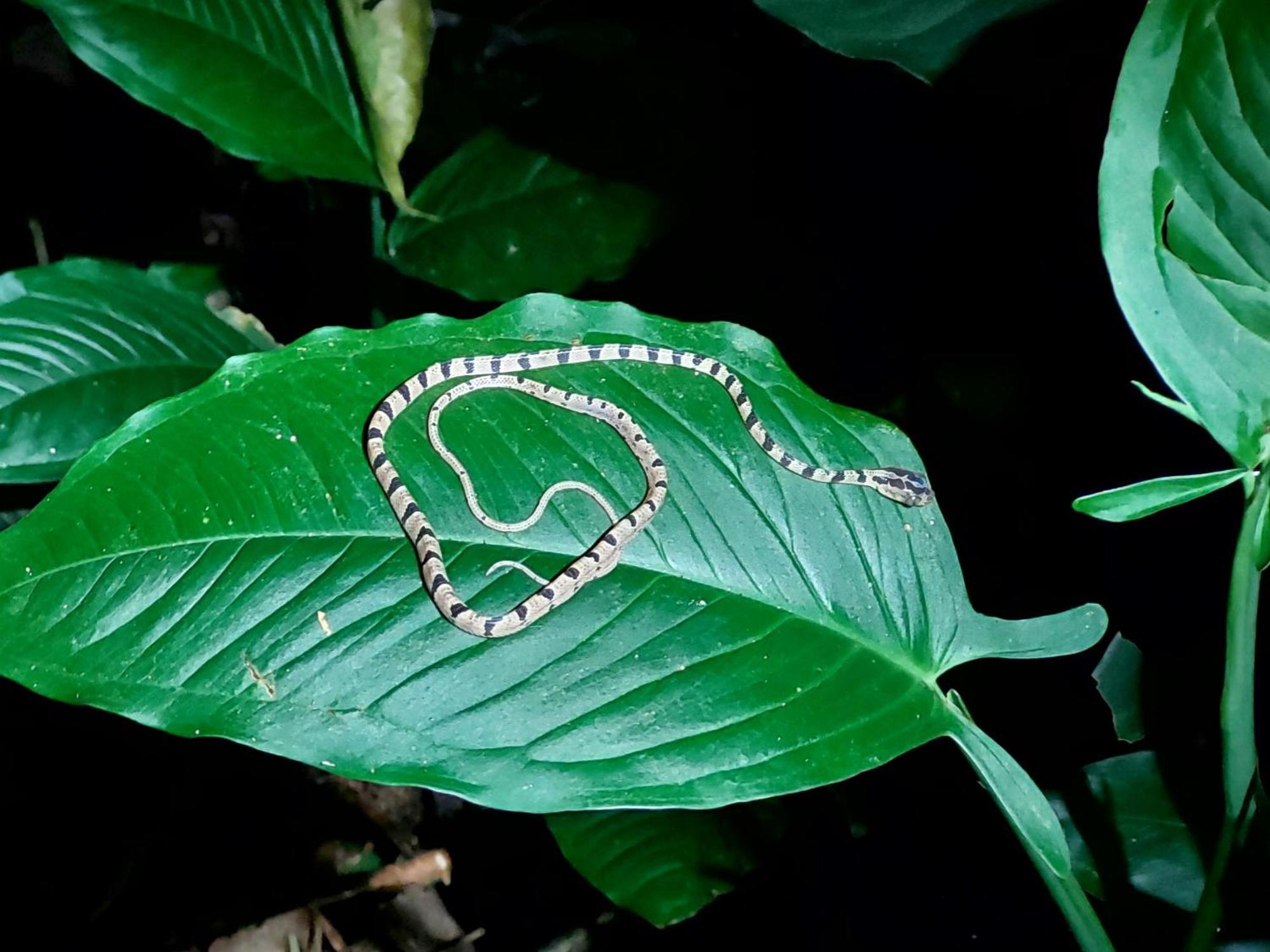 Hope Garden, Sarapiqui, We Connect With The Tropical Forest * Sarapiqui