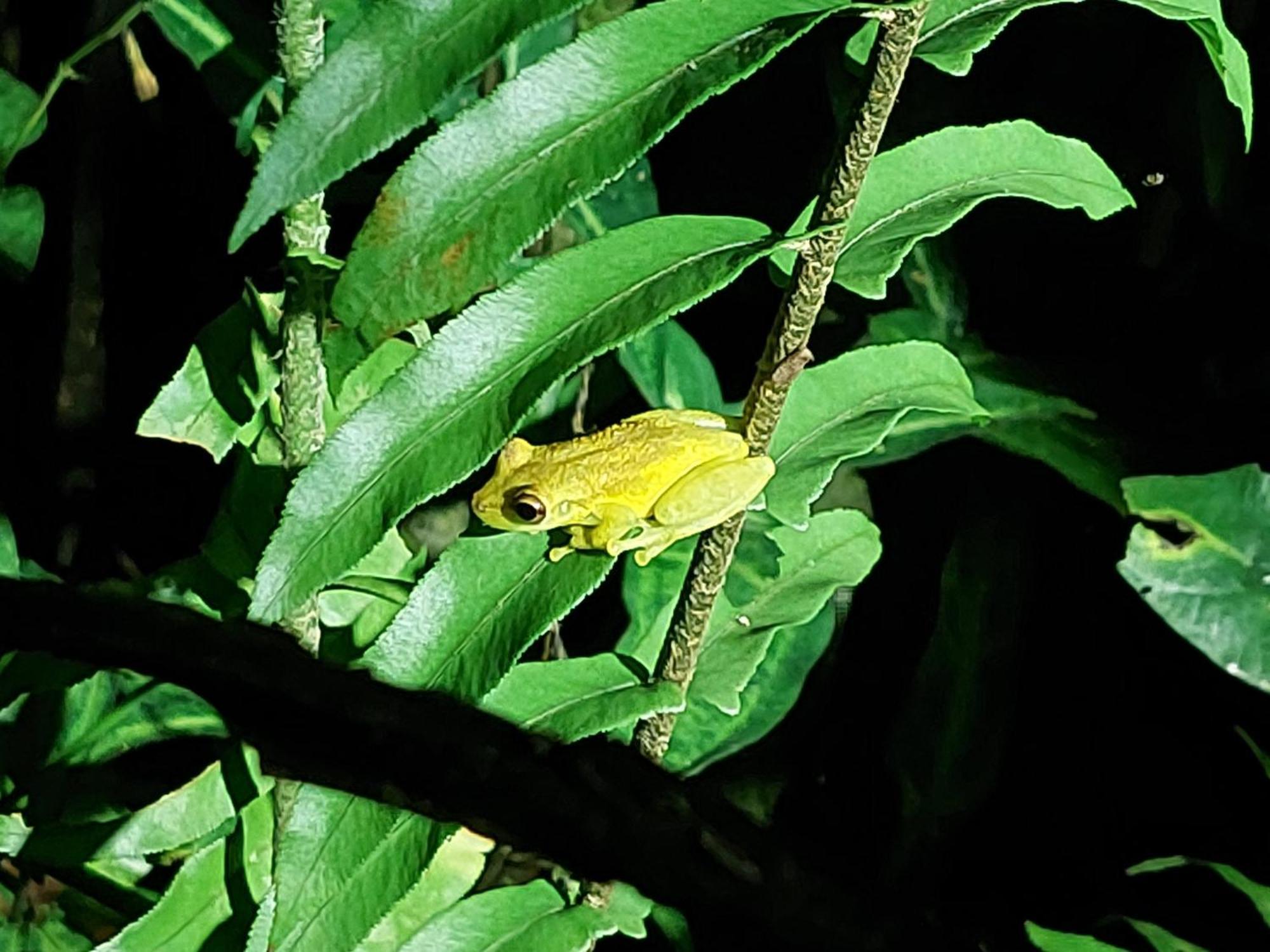 Farm stay Hope Garden, Sarapiqui, We Connect With The Tropical Forest *