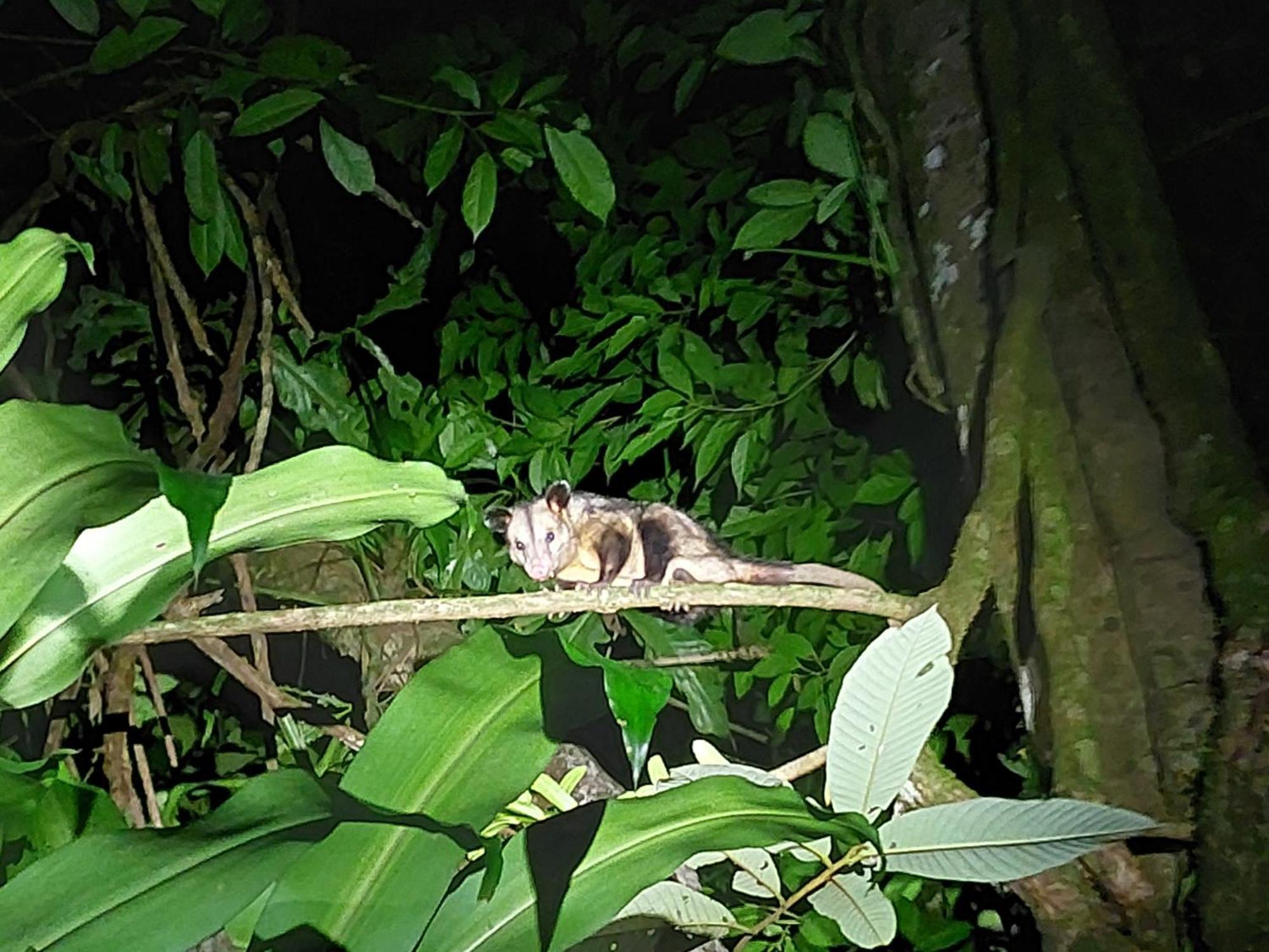 Hope Garden, Sarapiqui, We Connect With The Tropical Forest Sarapiqui