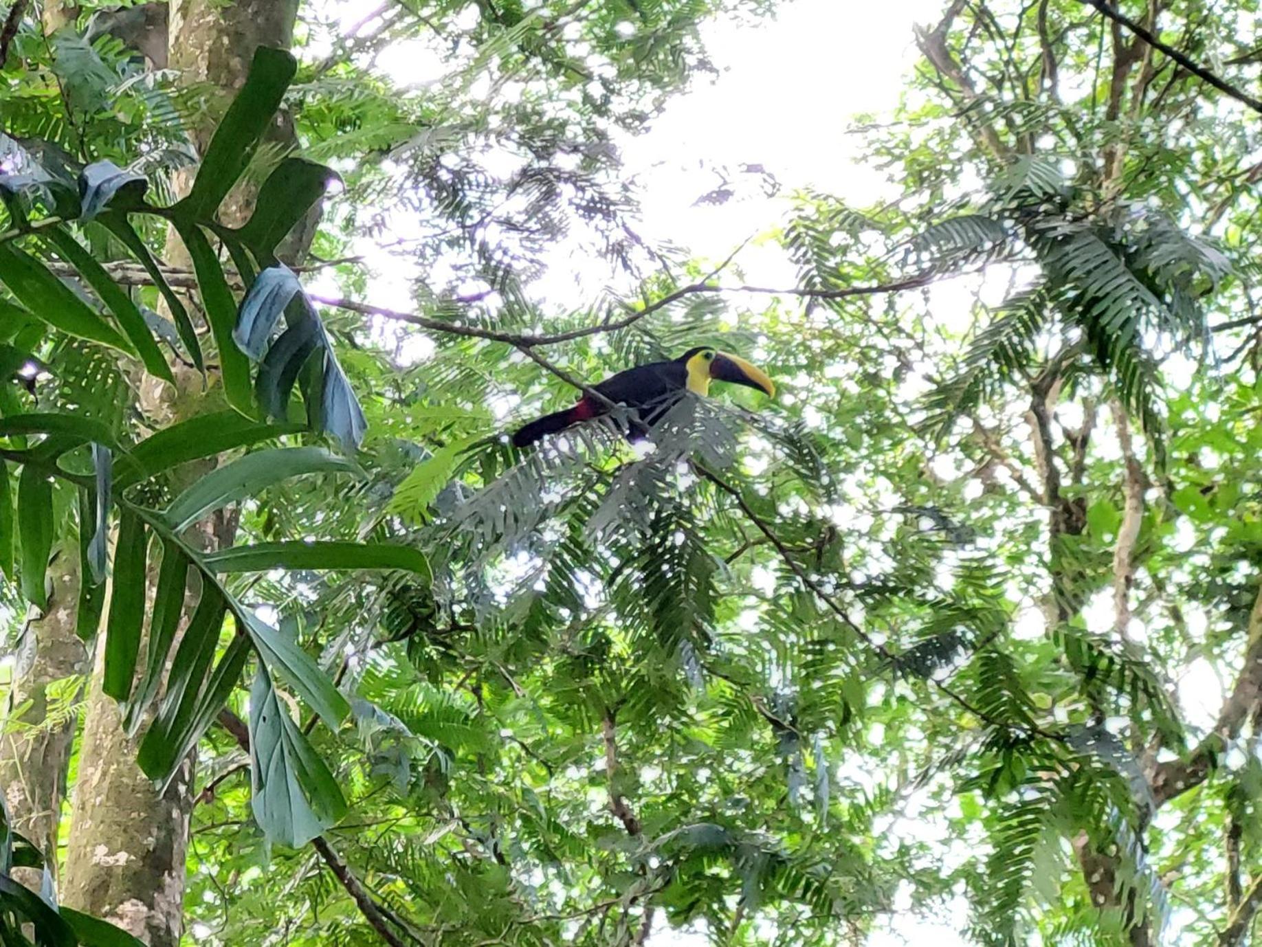 Hope Garden, Sarapiqui, We Connect With The Tropical Forest Sarapiqui