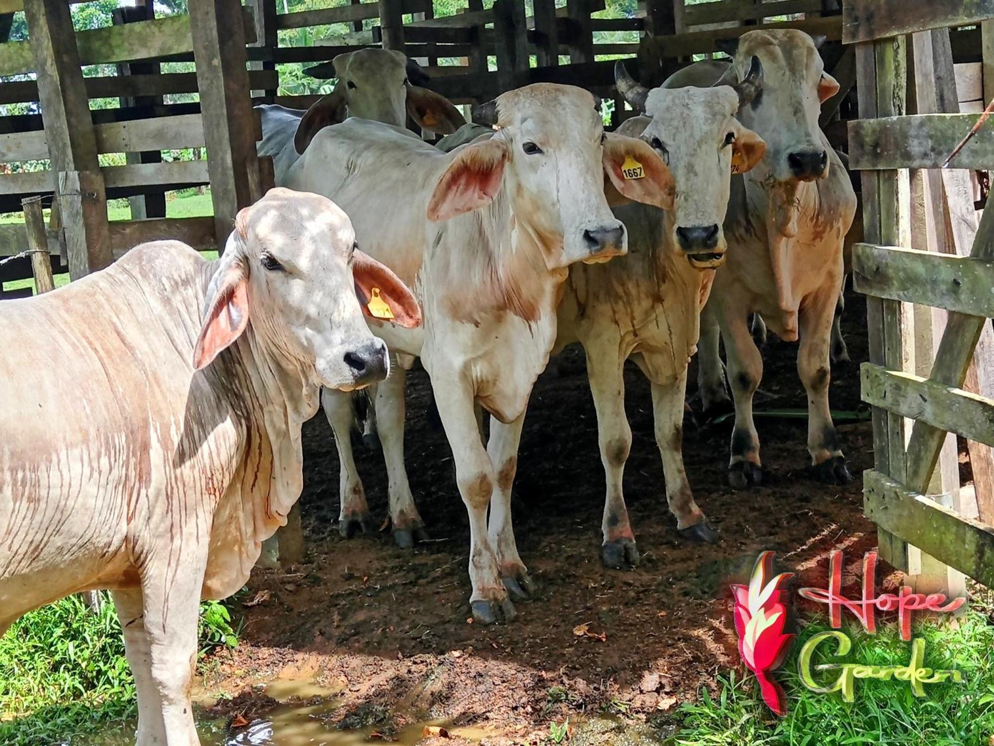 Hope Garden, Sarapiqui, We Connect With The Tropical Forest Farm stay