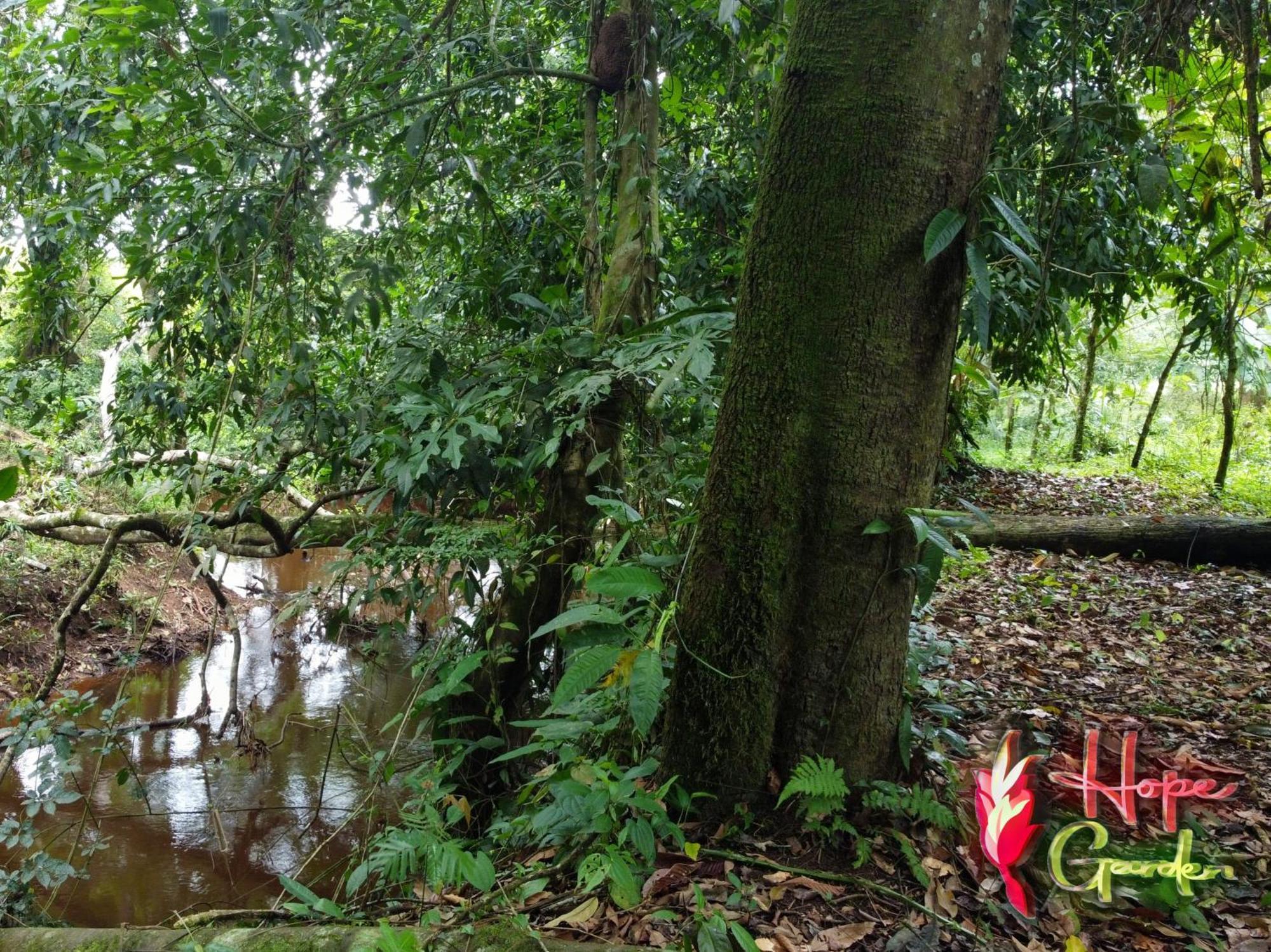 Farm stay Hope Garden, Sarapiqui, We Connect With The Tropical Forest