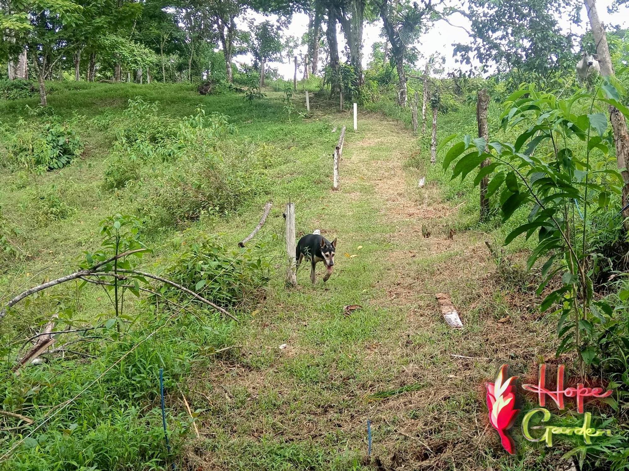 Hope Garden, Sarapiqui, We Connect With The Tropical Forest * Sarapiqui