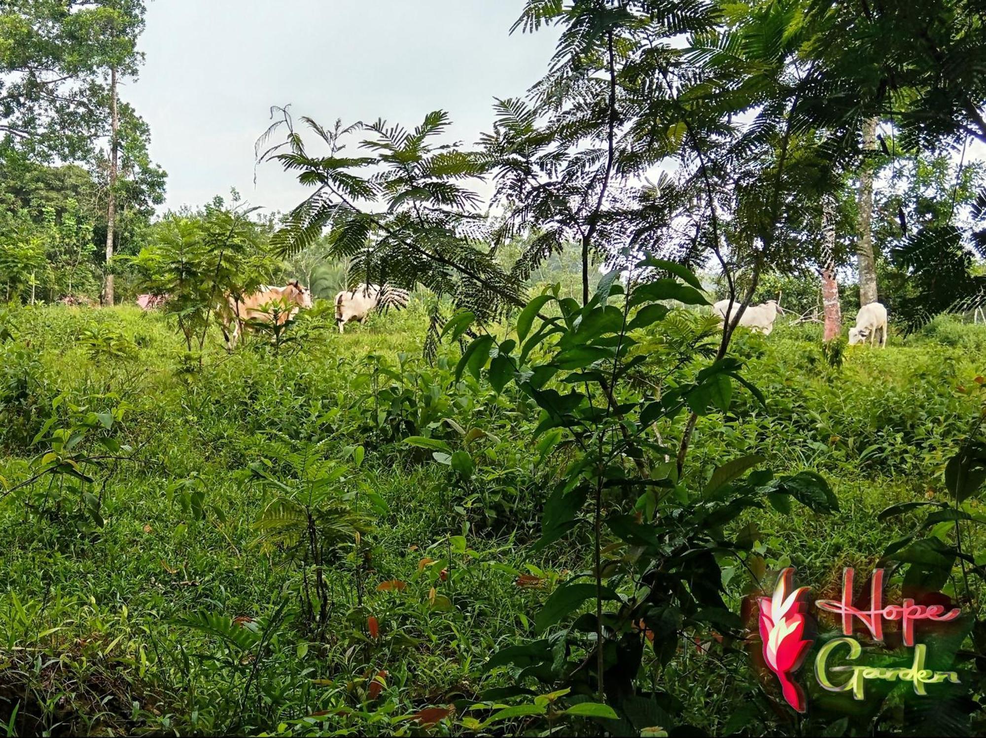 Hope Garden, Sarapiqui, We Connect With The Tropical Forest Farm stay